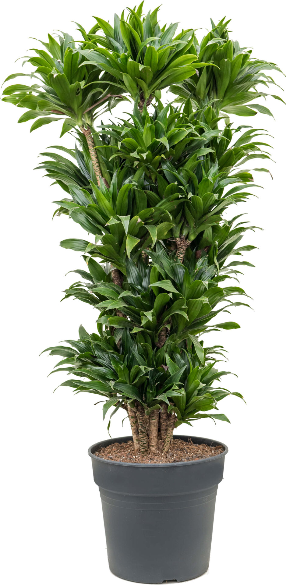 Grønne plante - type: Dracaena Compacta