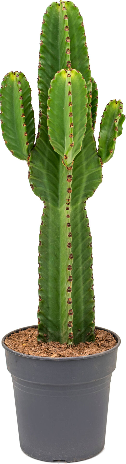Euphorbia Ingens Cowboykaktus