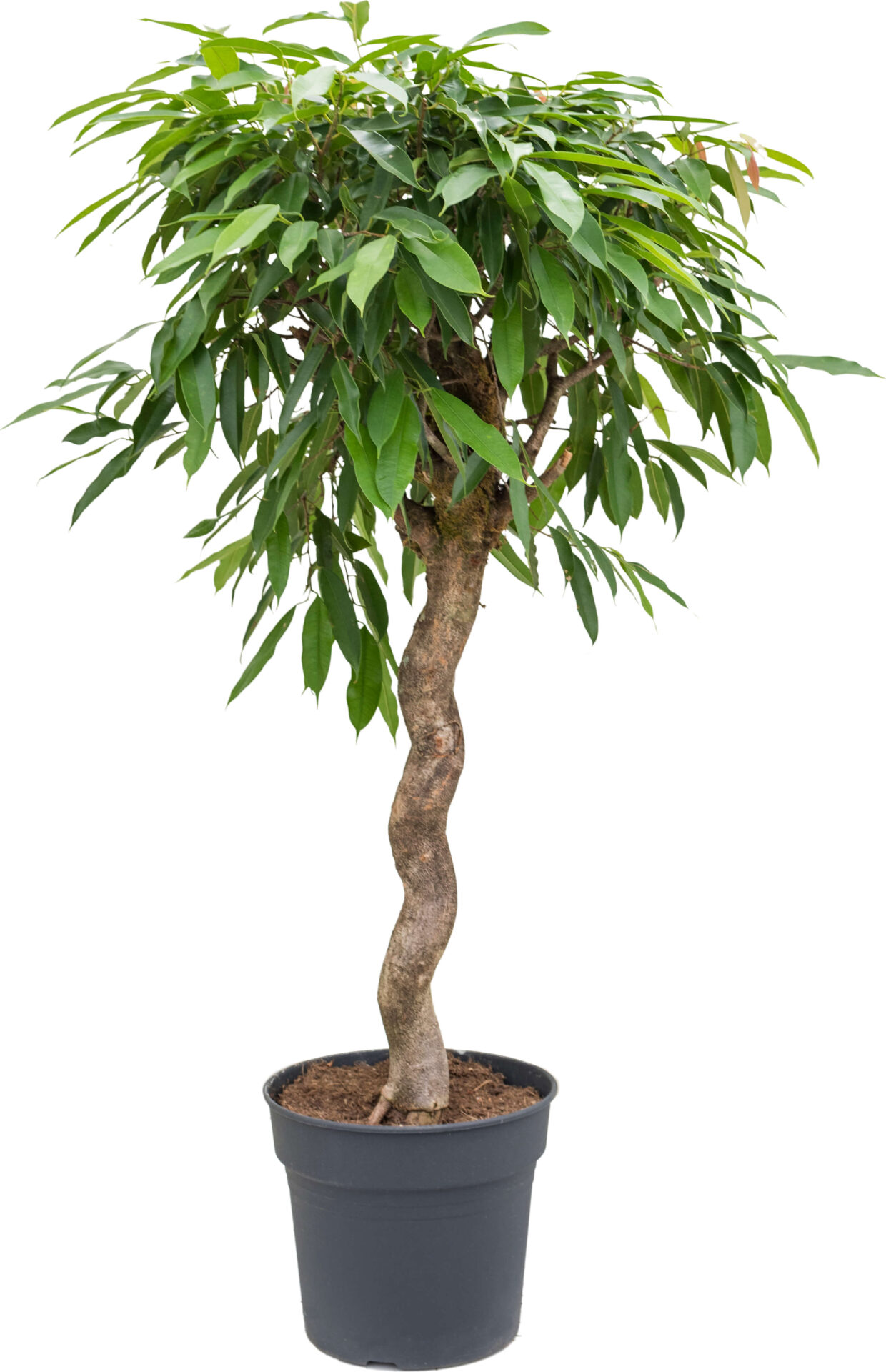 Ficus plante Amstel king