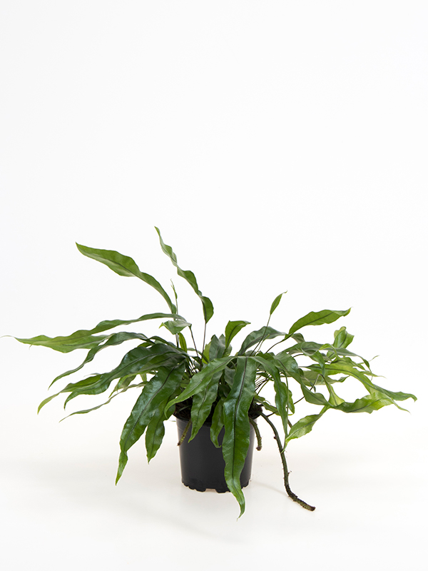 Microsorum Diversifolium plante