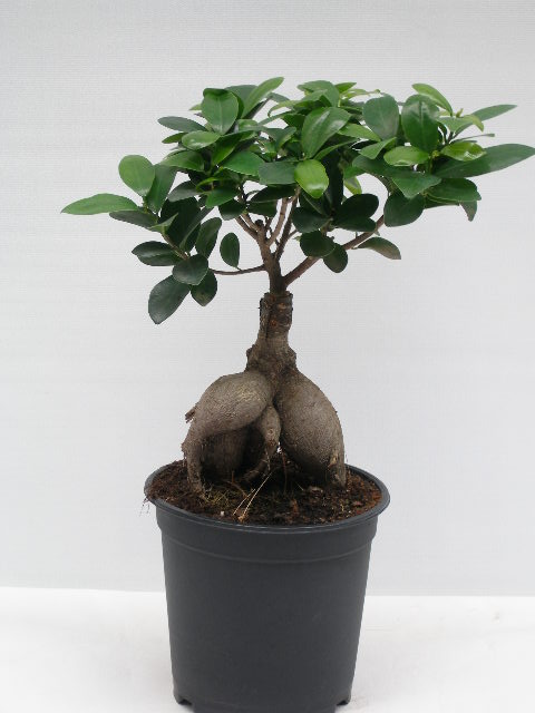 Ficus Microcarpa plante
