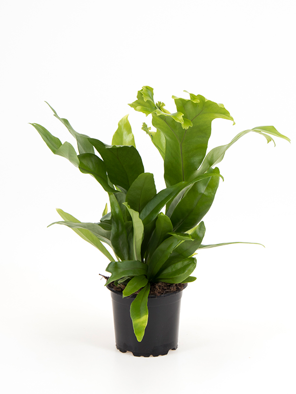 Microsorum Green Flame plante