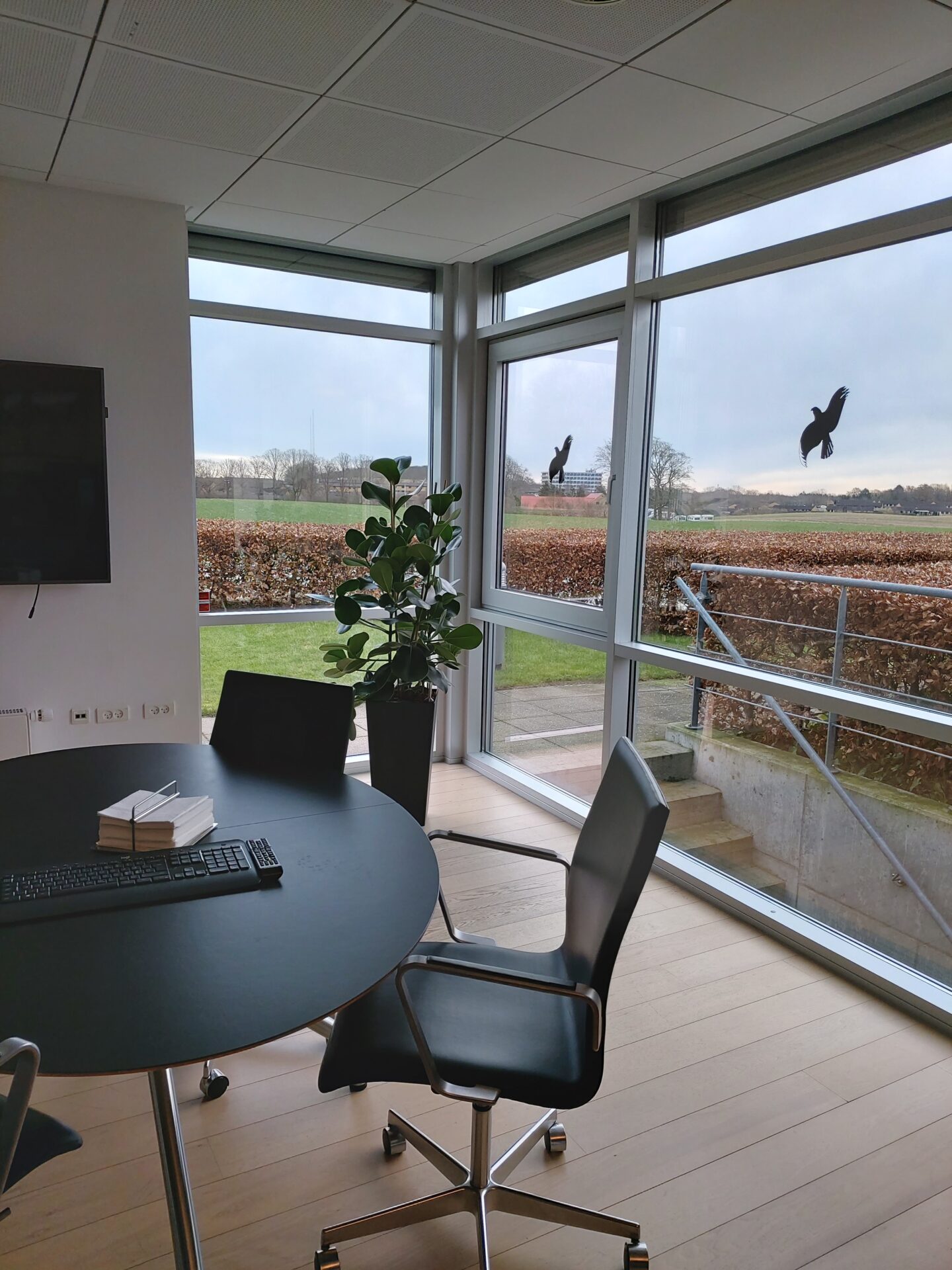 JDM Odense - Clusia plante i kontor vindue