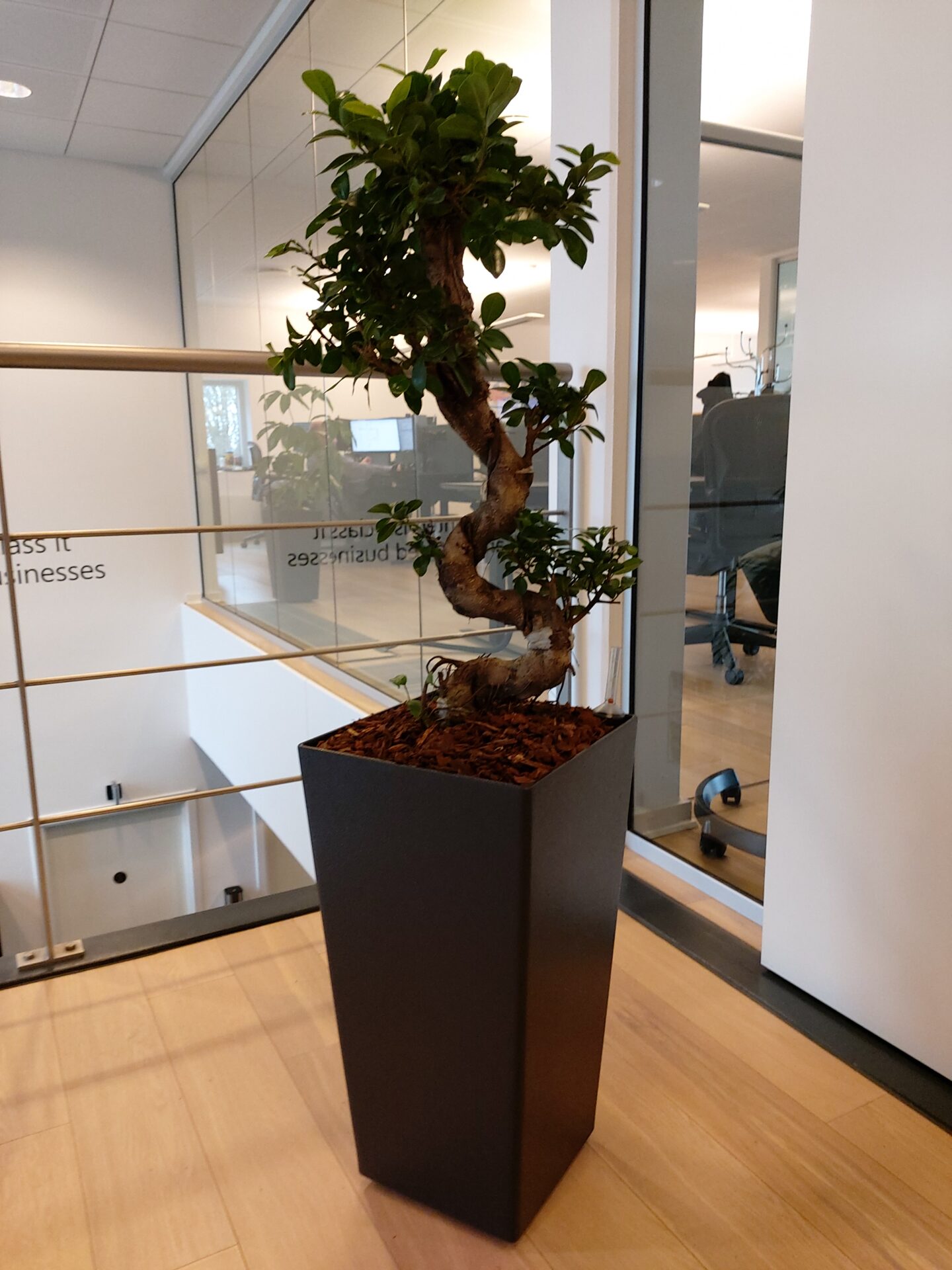 Kontorplante Ficus Bonsai