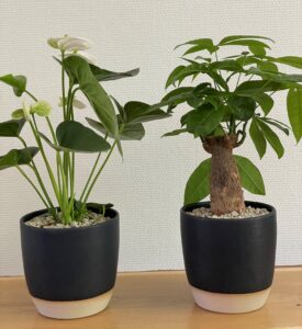 Planter i Vangs keramiske krukker