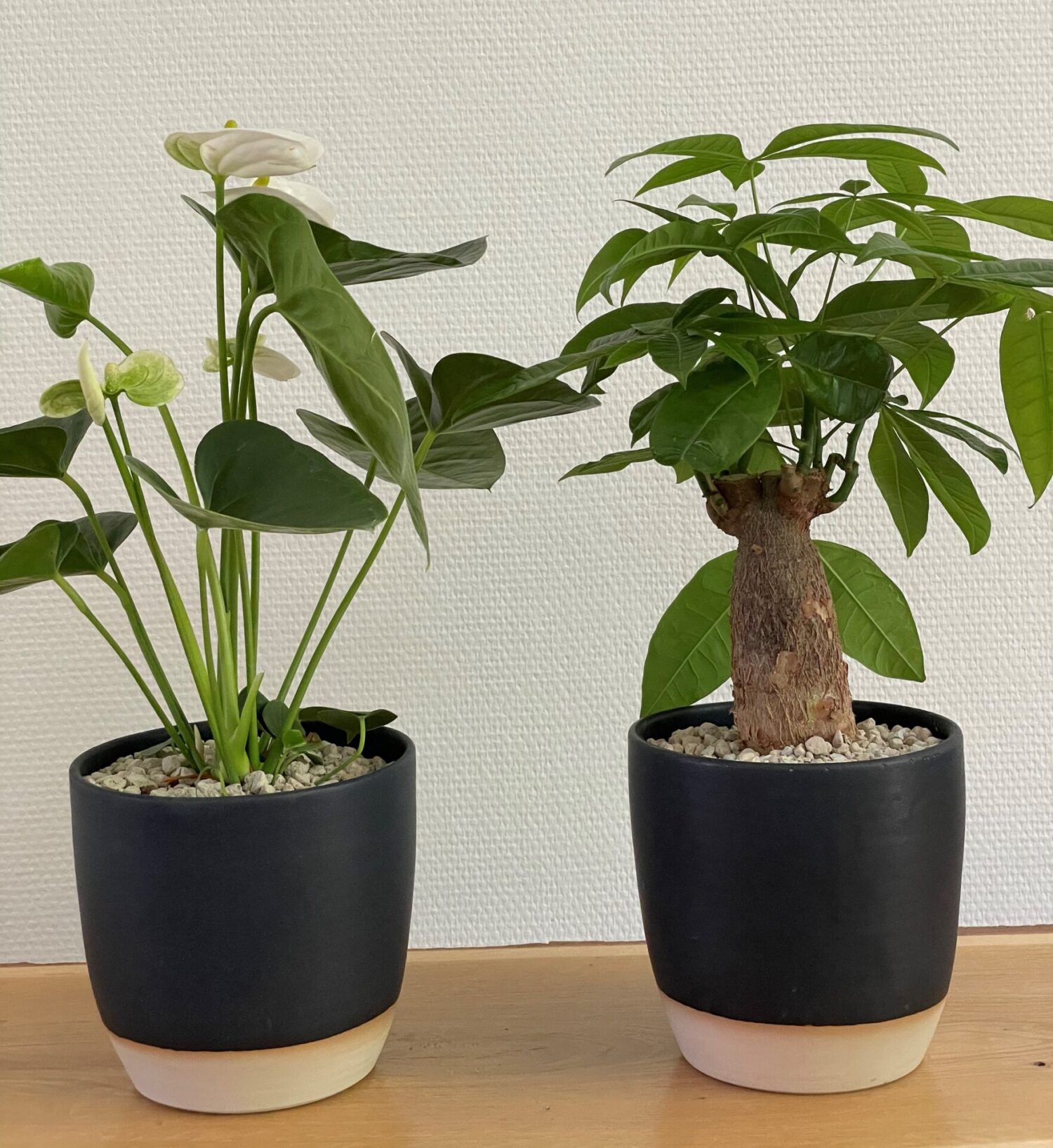 Planter i Vangs keramiske krukker