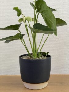 Planteløsning i keramiske krukke