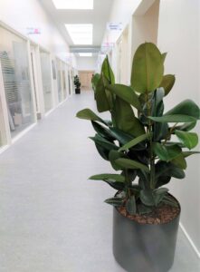 Munkebo Rådhus - gummiplanter - Ficus Robusta