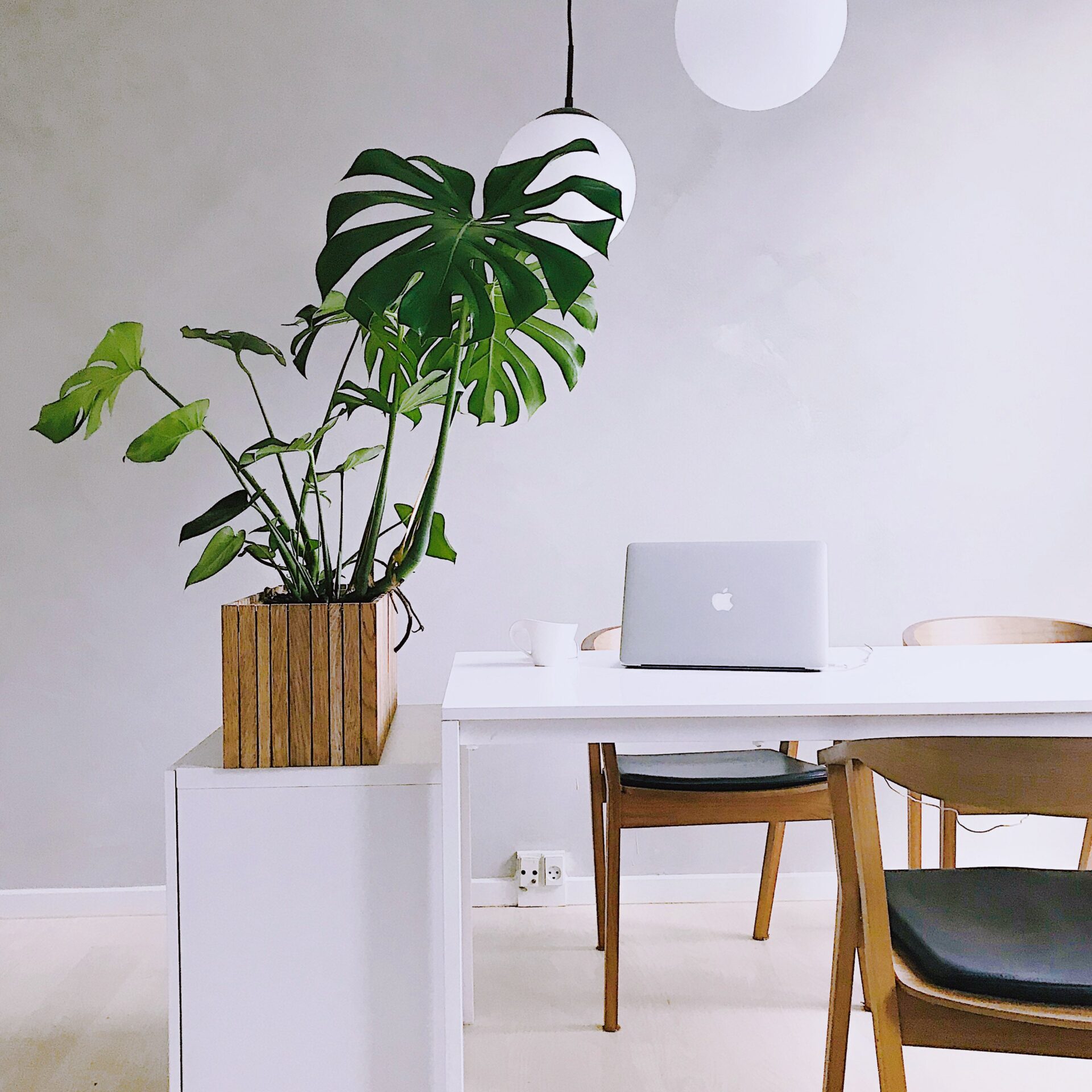 Squarely reolkumme med plante