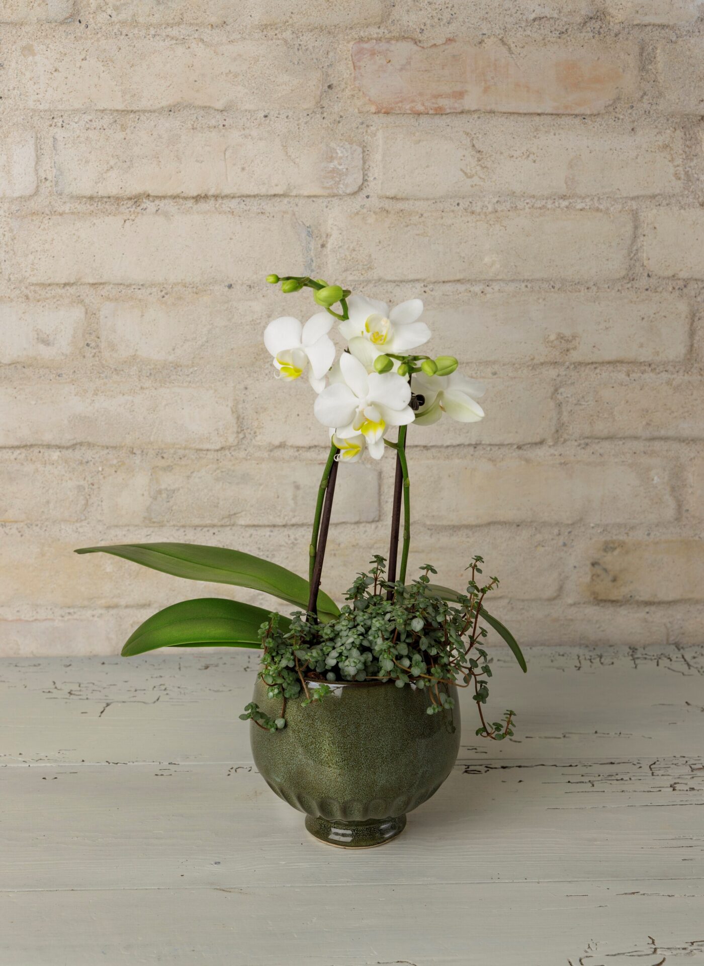 Orkide dekoration i grøn keramik