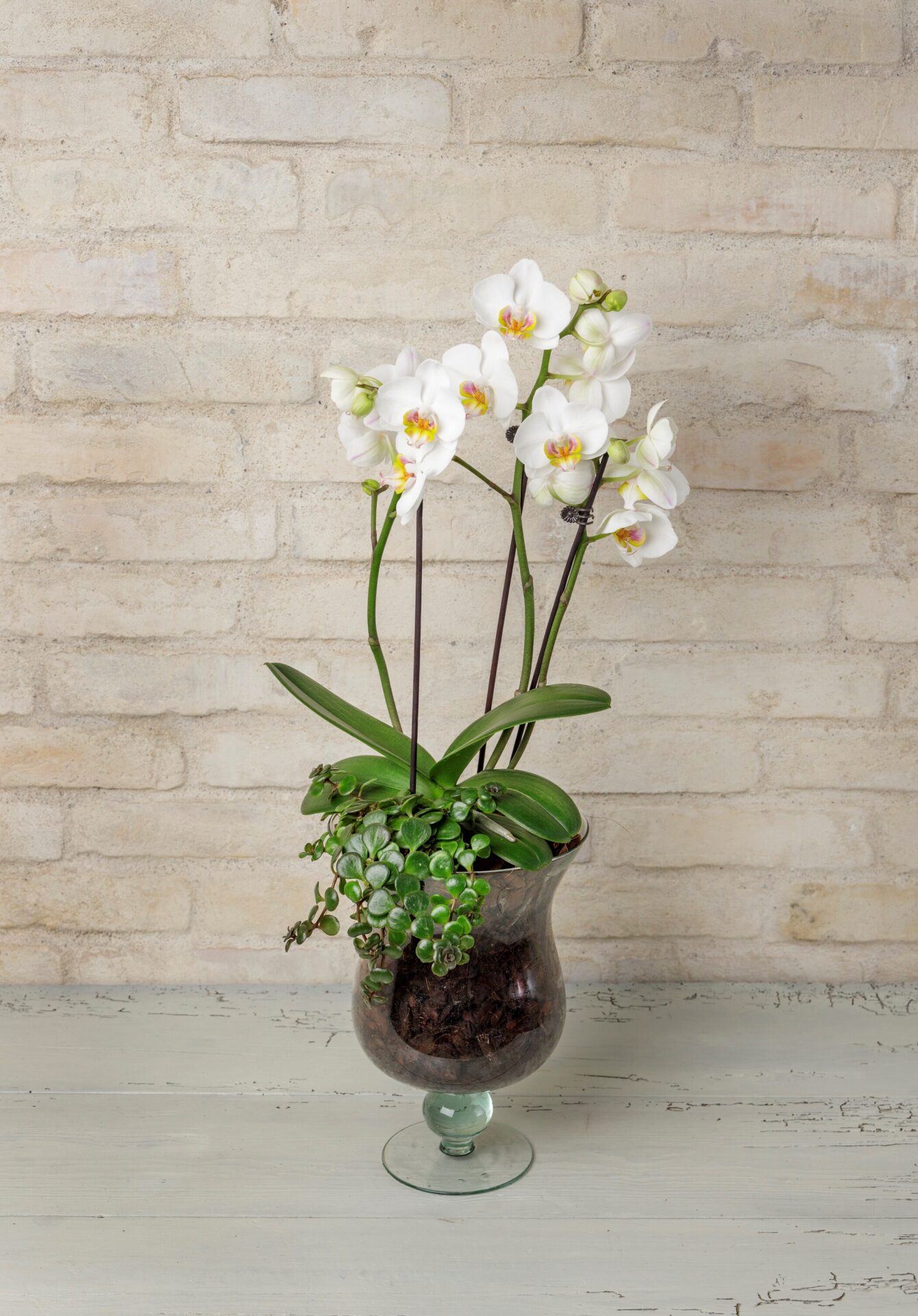 Orkide dekoration i høj glaspokal