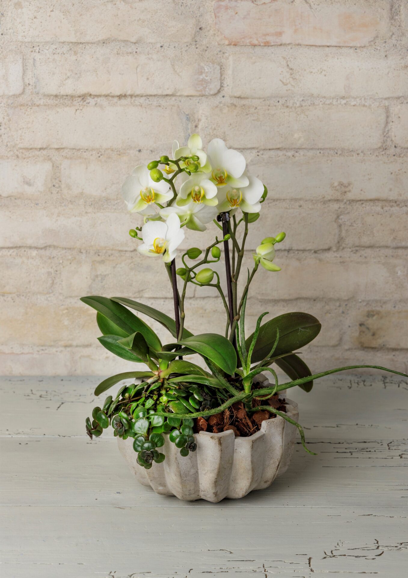 Orkide dekoration i rund cement plisse