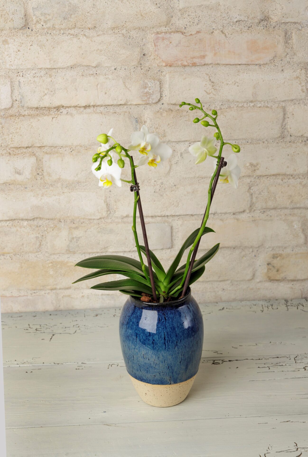 Orkide i Vang vase