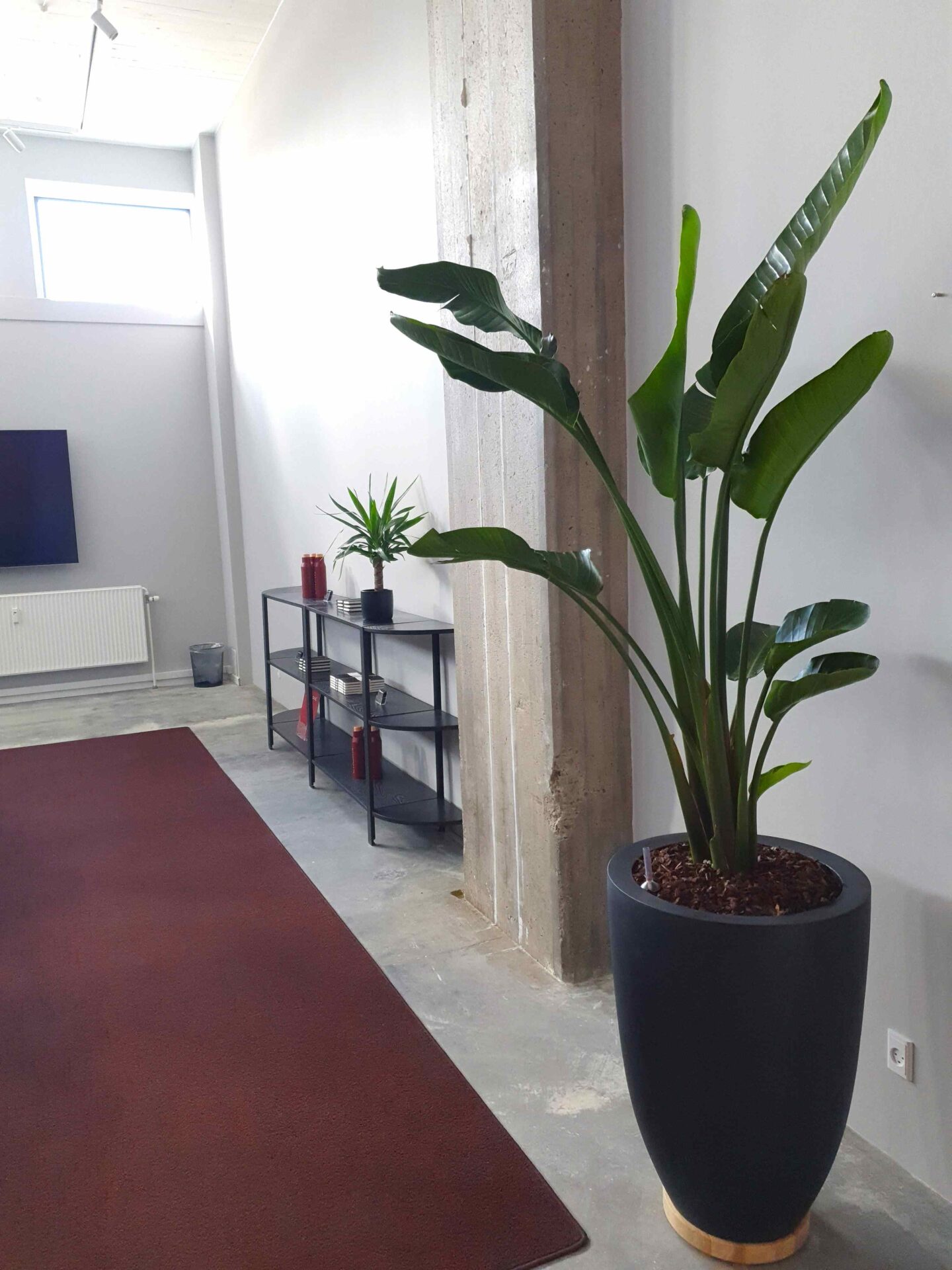 Chora høj plante