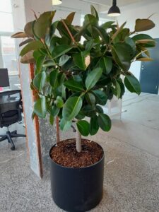 Ficus Robusta